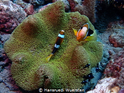 Clownfish dont like get 
photographed by Hansruedi Wuersten 